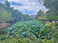 Near Sagano Bamboo Forest