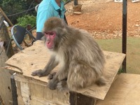 Iwatayama Monkey Park