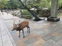 Nara Park