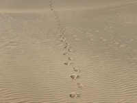 Tottori Sand Dunes