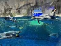 Penguins swimming in aquarium