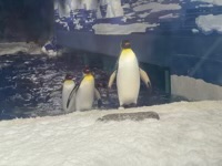 Penguins walking on snow in aquarium