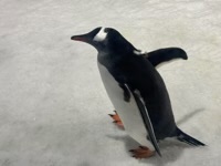 Penguin walking on snow in aquarium