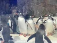 Penguins walking on snow in aquarium