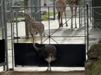 Ostrich visit the giraffes