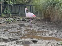 Greater Flamingo