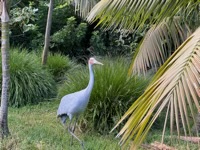 Brolga