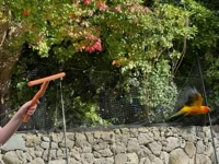 Rainbow Lorikeet in flight