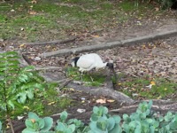 Australian White Ibis