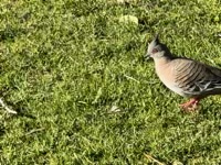 Crested Pigeon