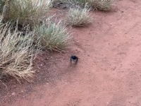 Willie Wagtail