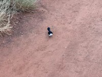 Willie Wagtail