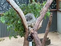 Koala at Koala Gardens