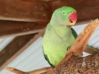 Rose-Ringed Parakeet