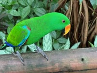 Eclectus Parrot