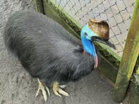 Southern Cassowary