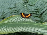 Junonia Terea at Butterfly Sanctuary