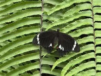 Orchard Swallowtail Butterfly