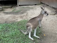 Eastern Grey Kangaroo