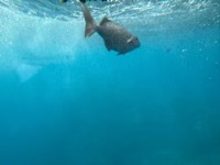 View from semi-submersible