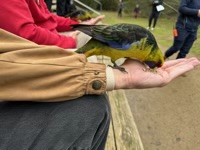 Feeding a Green Rosella