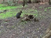 Pademelon