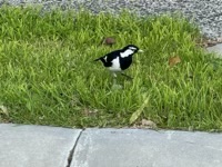 Magpie-Lark