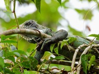 Green tree iguana