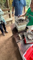 Stingless bees