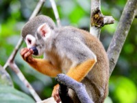 Squirrel monkey
