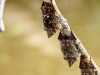 Proboscis bats (Rhynchonycteris naso)
