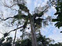 Ceiba tree
