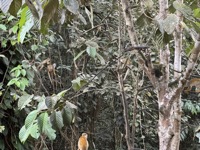 Squirrel monkeys