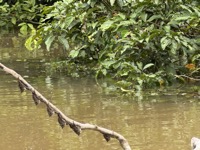 Proboscis bats (Rhynchonycteris naso)