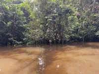 Dying vegetation darkening river