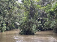 Going to canopy walkways