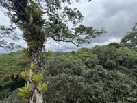 View from canopy walkways