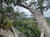 View from canopy walkways