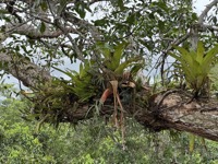 Canopy vegetation