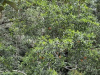 View from canopy walkways