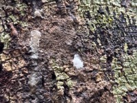 Rubber tree