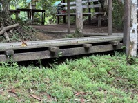 Leafcutter ants