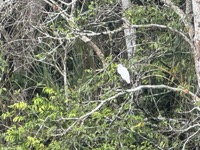 Great egret