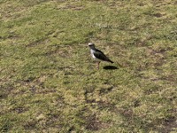 Andean lapwing