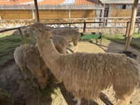 Alpacas