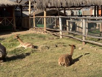 Vicuñas