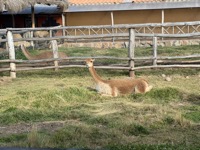 Vicuñas
