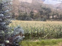 Corn
