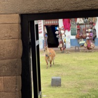 Llama