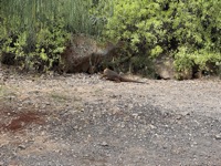 Iguana